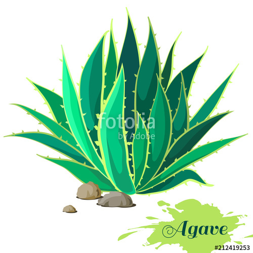 500x500 Agave Image. Vector Illustration. Stock Image And Royalty Free