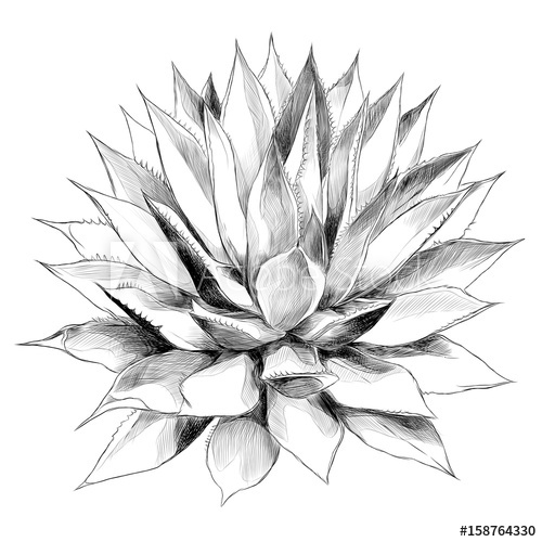 500x500 Bush Agave Of Red Top View Sketch Vector Graphics Black And White