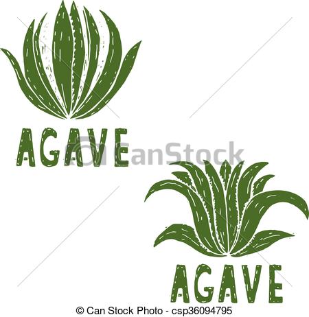 450x462 Hand Drawn Illustration Template Of Agave.vector.