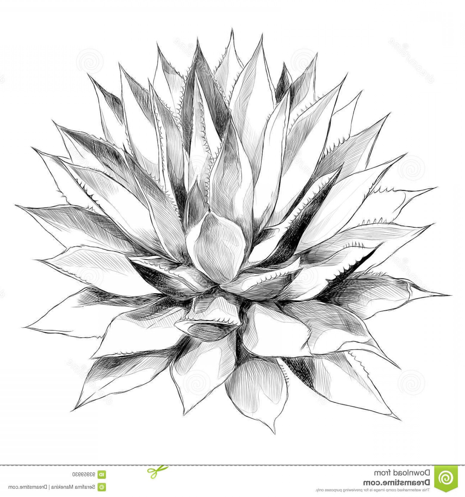 1560x1668 Stock Illustration Bush Agave Sketch Vector Graphics Red Top View