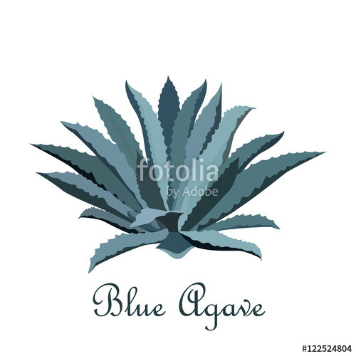 500x500 Tequila Blue Agave. Realistic Vector Illustration For Label