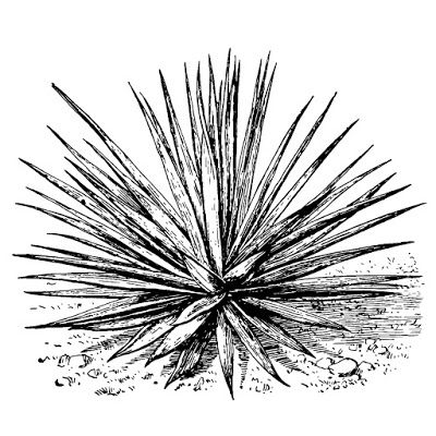 400x400 Vector Engraving Agave Logo And Fonts Agaves