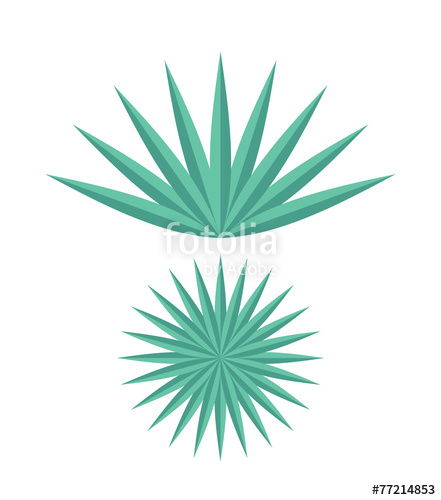 441x500 Agave Stock Image And Royalty Free Vector Files On