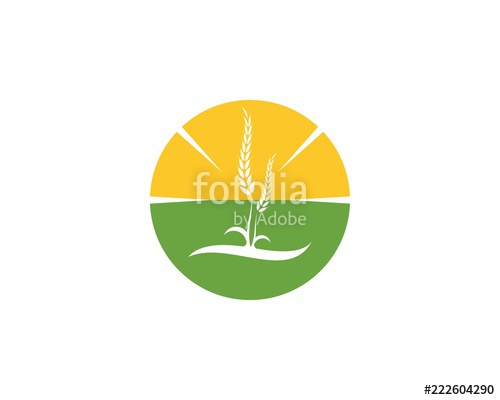 500x400 Wheat Rice Agriculture Logo Vector Template Stock Image And