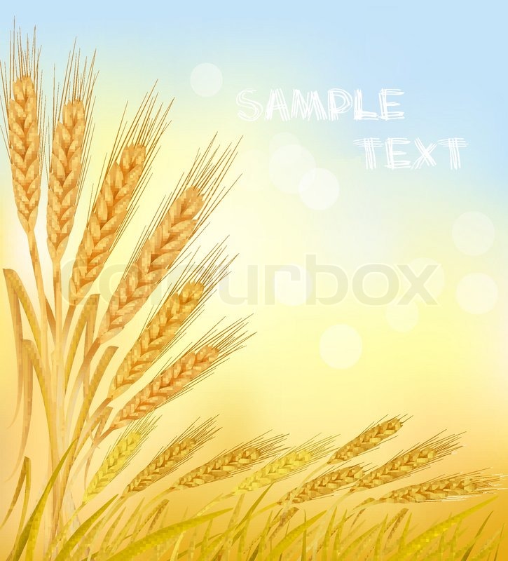 725x800 Background With Ripe Yellow Wheat Ears, Agricultural Vector