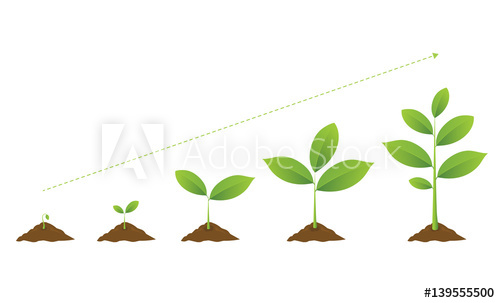 500x303 Infographic Of Planting Tree. Seedling Gardening Plant. Seeds
