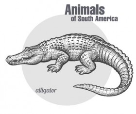 280x235 Alligator Vector