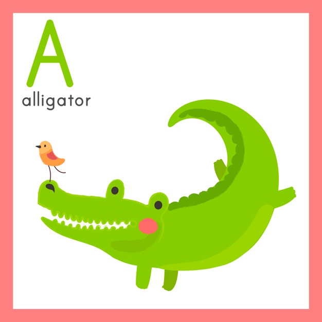 626x626 Alligator Vectors, Photos And Psd Files Free Download