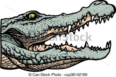 450x302 Green Alligator Head Isolated On The White Background.