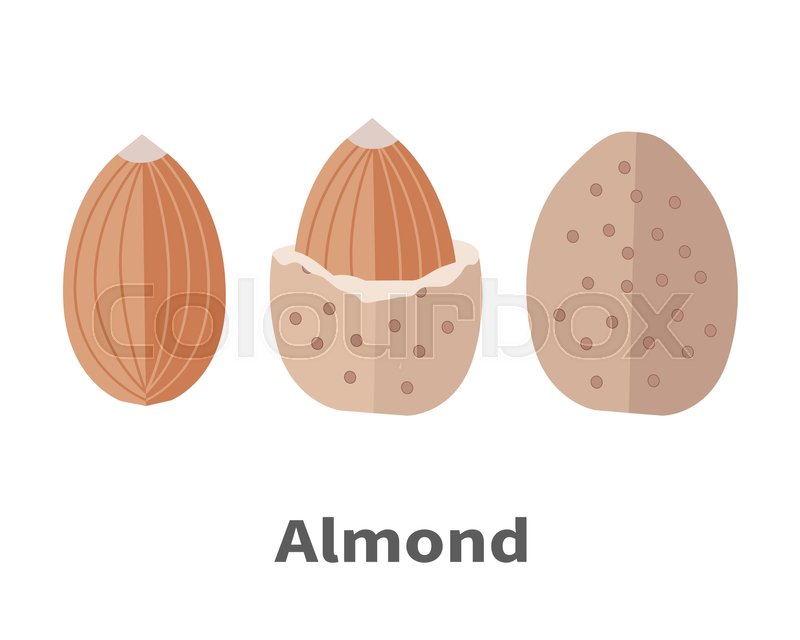 800x640 Almond Nuts Vector In Flat Design. Traditional Raw, Salty Of Fried