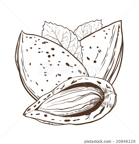 450x468 Almond Vector Isolated On White Background