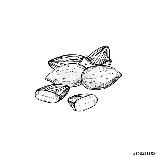 500x500 Almond Vector Isolated On White Background. Engraved Vector