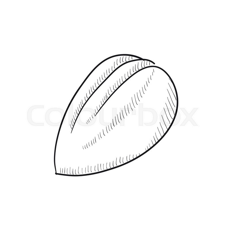 800x800 Almond Vector Sketch Icon Isolated On Background. Hand Drawn