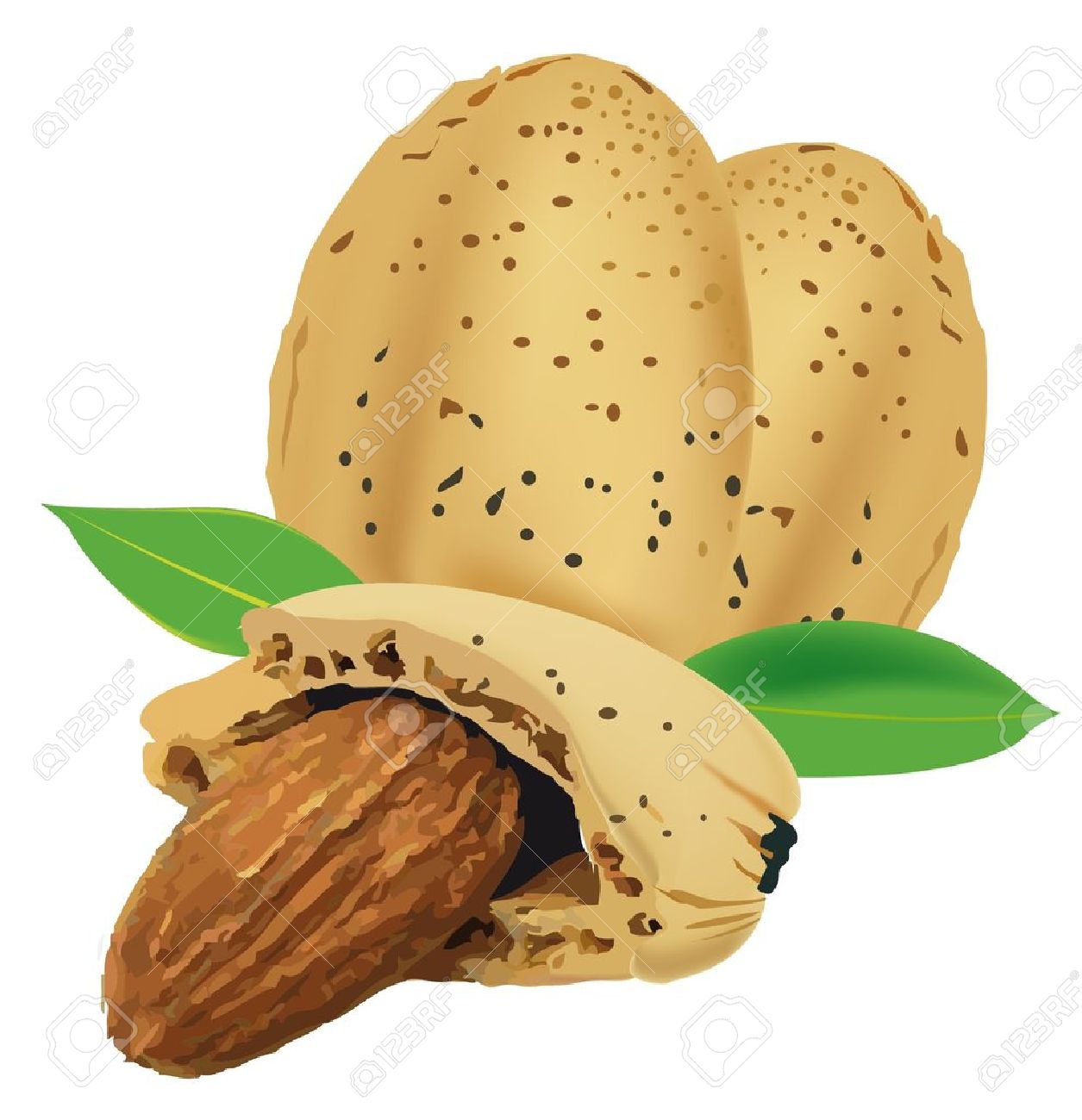 1255x1300 Free Clipart Almonds