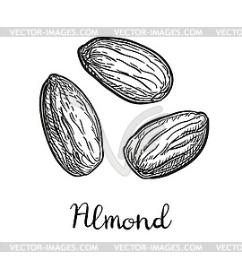 270x300 Ink Sketch Of Almond