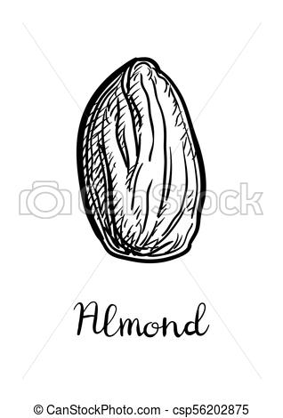 318x470 Ink Sketch Of Almond. Hand Drawn Vector Illustration. Isolated On