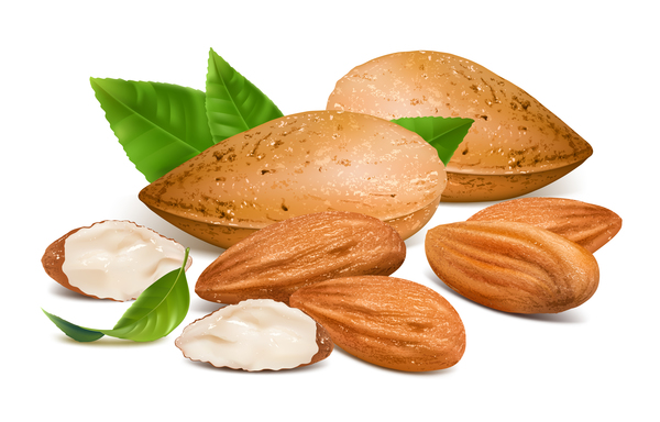 600x384 Realistic Almond With Green Leaves Vector 01 Free Download