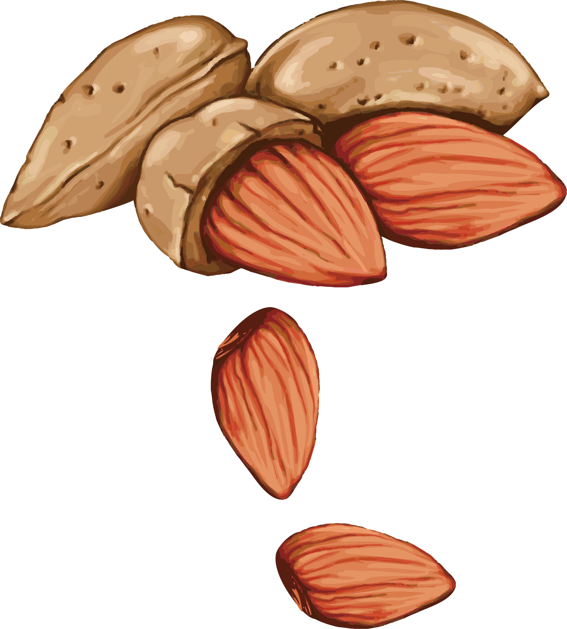 2272x2520 Tree Nut Allergy Drawing Seed