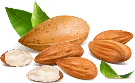 453x279 Vector Almond Illustration Free Vector Download (16 Free Vector