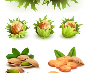 280x235 Almond Vector