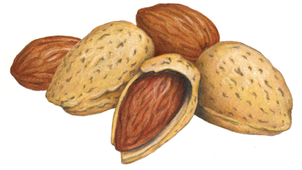 432x244 Almond Vector 2 An Images Hub