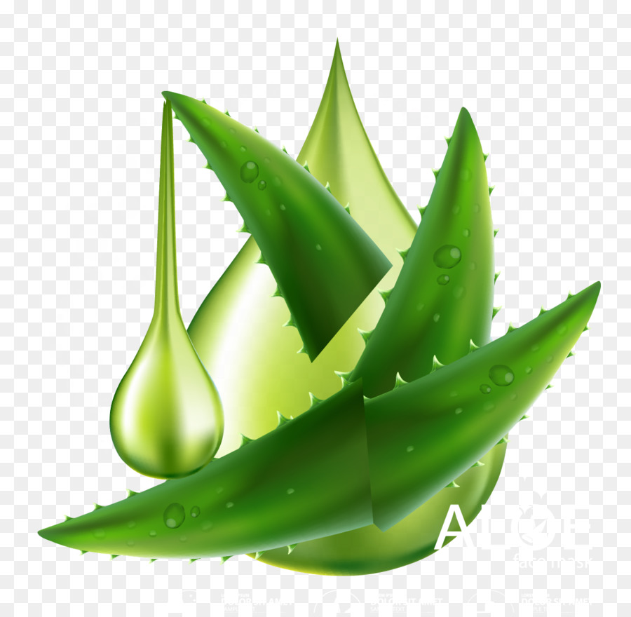 900x880 Aloe Vera Plant