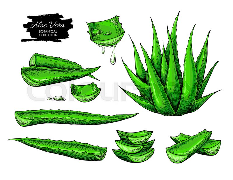 800x618 Aloe Vera Vector Illustration Set. Hand Drawn Artistic Isolated