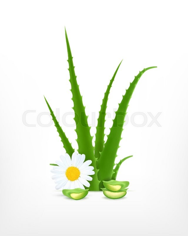 640x800 Aloe Vera With Chamomile. Vector Icon. Eps10 Vector Stock Vector