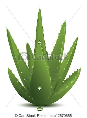 347x470 Aloe Vera.