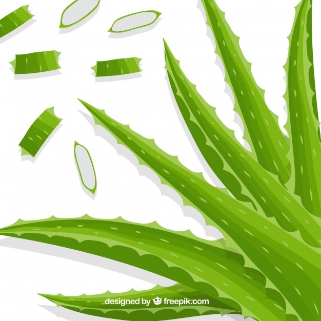 626x626 Aloevera Vectors, Photos And Psd Files Free Download