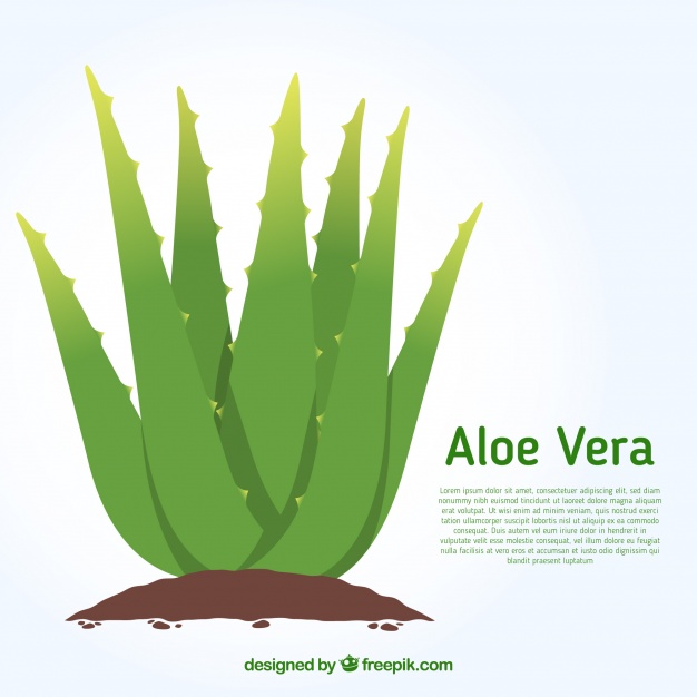 626x626 Download Vector