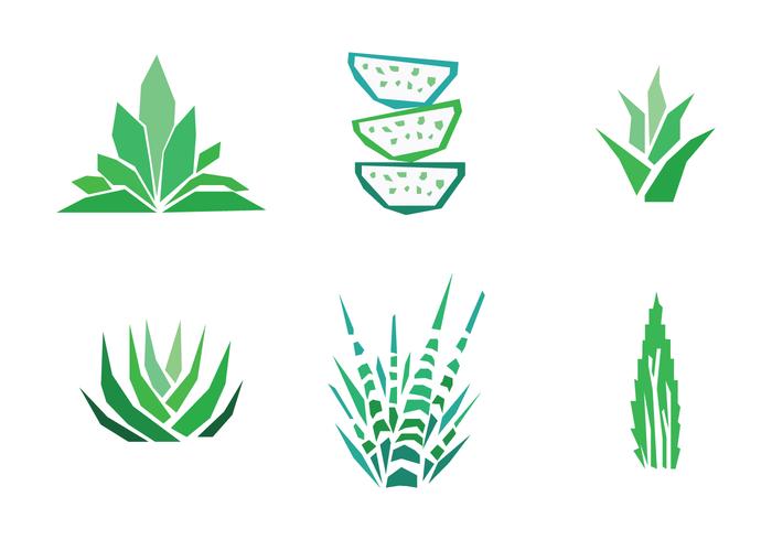 700x490 Set Of Aloe Vera Drawings