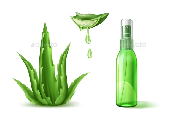 590x400 Vector Aloe Vera By Iwhitewings Graphicriver