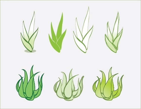 476x368 Vector Aloe Vera Plant Free Vector Download (4,434 Free Vector