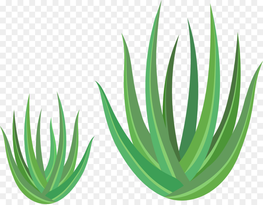 900x700 Aloe Vera Euclidean Vector Green