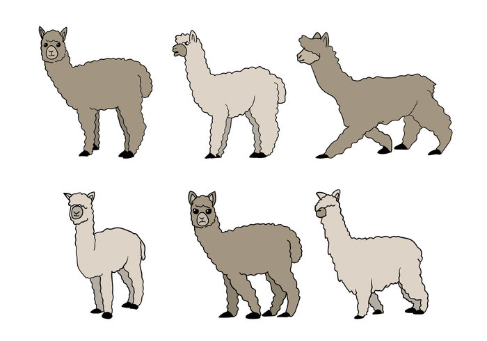 700x490 Alpaca Vector 116997