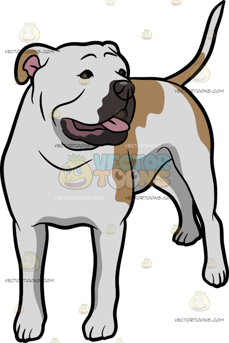 801x1200 An American Bulldog Observing Its Surrounding Clipart By Vector