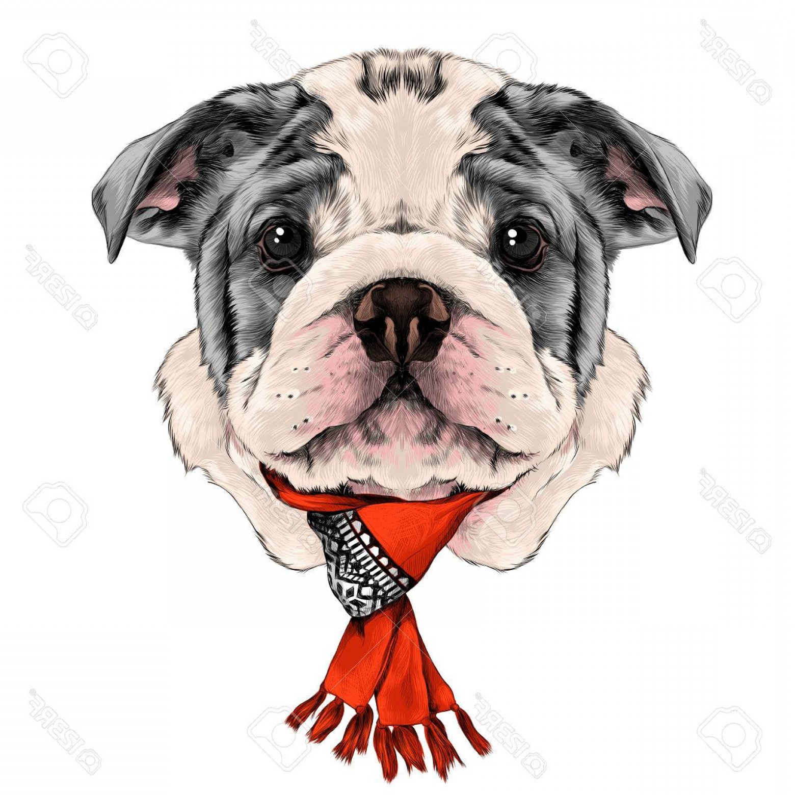 1560x1560 Photostock Vector Dog Breed American Bulldog Head With White And