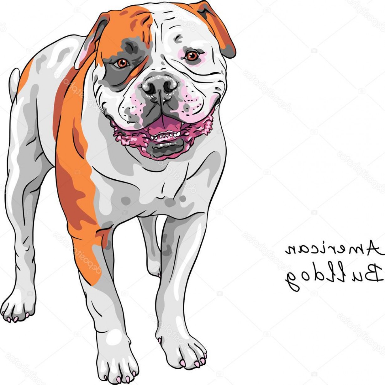 1228x1228 Stock Illustration Vector Sketch Dog American Bulldog Sohadacouri