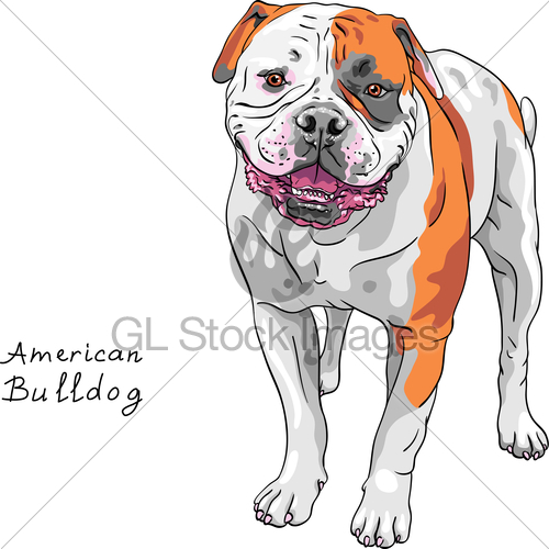 500x500 Vector Sketch Dog American Bulldog Breed Gl Stock Images