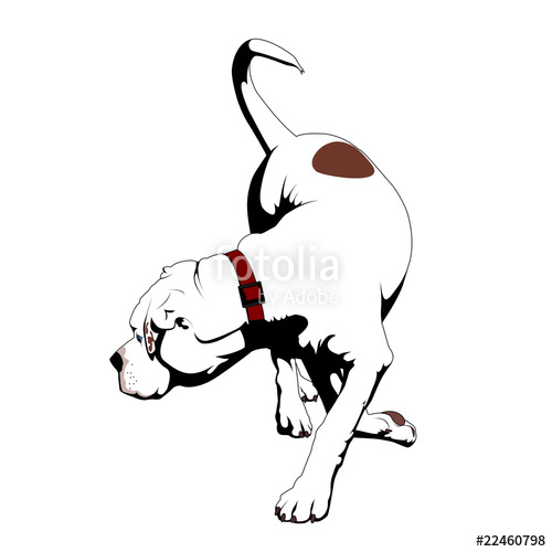 500x500 American Bulldog Stock Image And Royalty Free Vector Files On