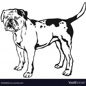 300x300 Dog Breed American Bully Side Front Orangiausa