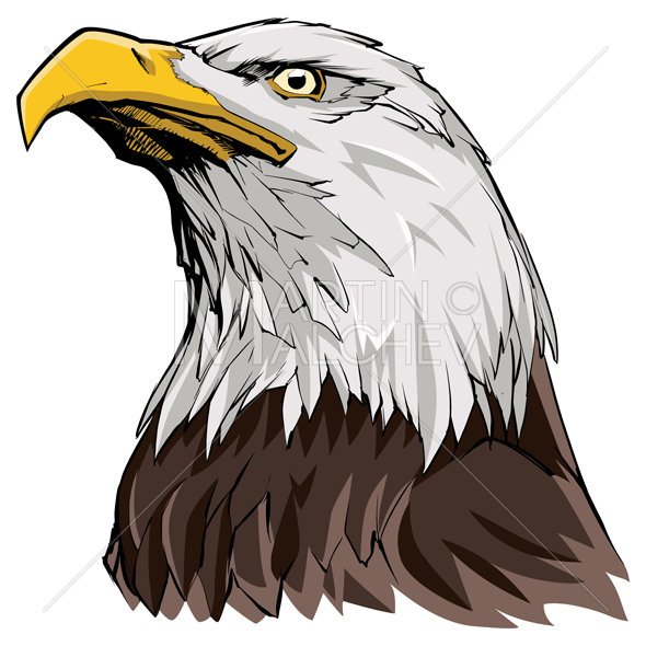 590x590 Bald Eagle