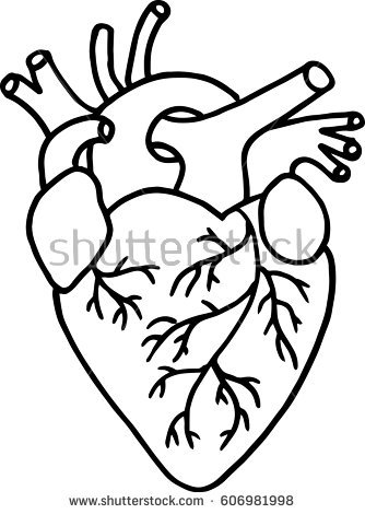 Anatomical Heart Vector at GetDrawings | Free download