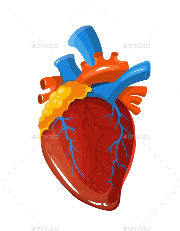 590x759 Human Heart Anatomy Vector Medical Illustration By Microvone