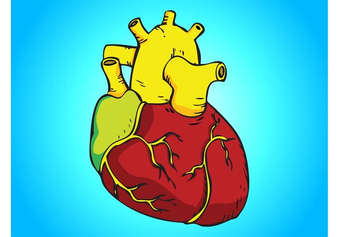 700x490 Human Heart Vector