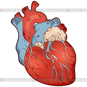 300x300 Anatomy Human Heart