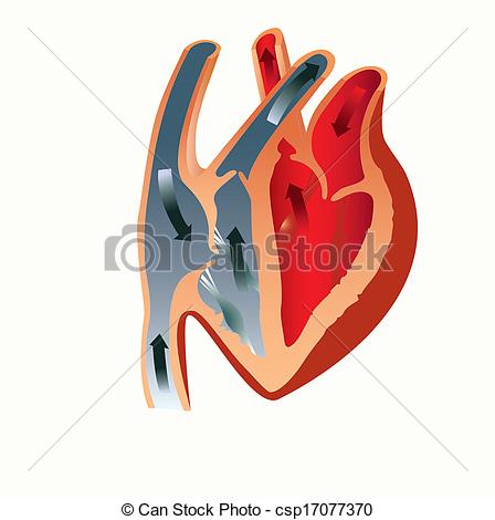 448x470 Grant To Study The Anatomy Of The Heart.