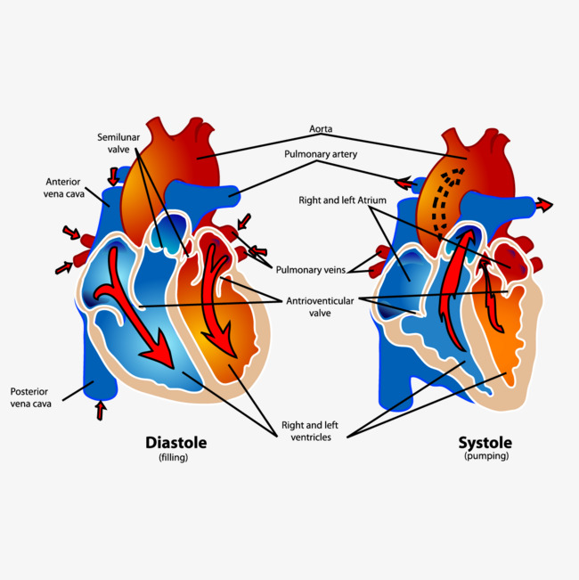 650x651 Heart Anatomy Diagram, Heart Vector, Heart, Dissection Png And