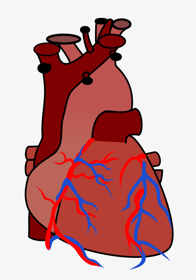 650x930 Heart Anatomy Vector, Heart Vector, Heart, Dissection Png And